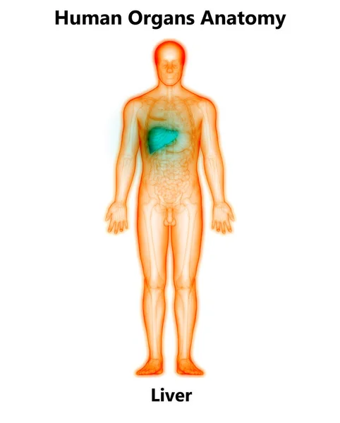 人体内消化器官肝解剖 — 图库照片