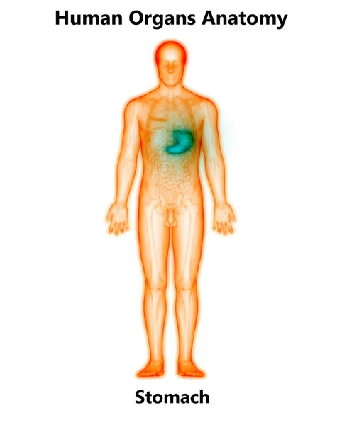 Ludzki Układ Pokarmowy Anatomia Żołądka Widok Przodu — Zdjęcie stockowe