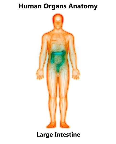 Emberi Emésztőrendszer Nagy Bél Anatómia Illusztráció — Stock Fotó