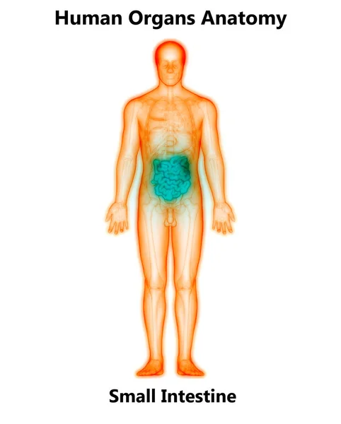 Small Intestine Anatomi Fra Humant Fordøyelsessystem – stockfoto