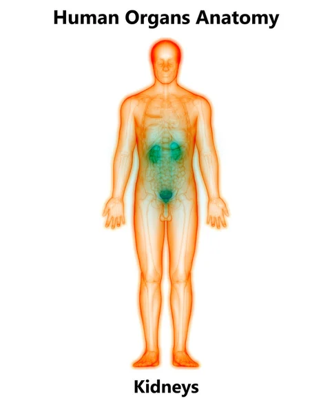Système Urinaire Humain Reins Avec Anatomie Vessie Illustration — Photo