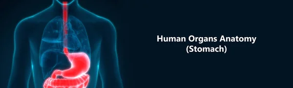 Emberi Emésztőrendszer Gyomor Anatómia Elülső Nézet — Stock Fotó