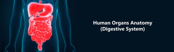 Human Body Organs Anatomy. 3D - Illustration