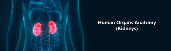 Emberi Húgyúti Vesék Húgyhólyag Anatómiával Illusztráció — Stock Fotó