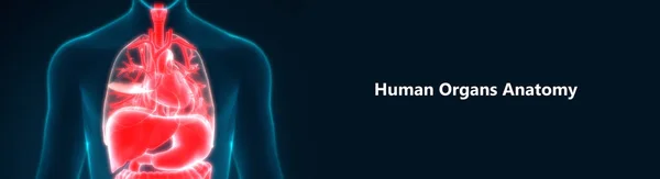 Menselijk Lichaam Organen Anatomie Illustratie — Stockfoto