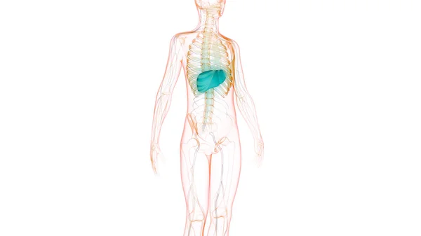 Nsan Sindirim Organı Anatomisi Boyut — Stok fotoğraf