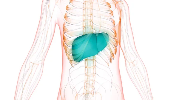 Human Internal Digestive Organ Liver Anatomy Inglés —  Fotos de Stock