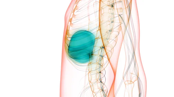 Ludzki Wewnętrzny Organ Trawienny Anatomia Wątroby — Zdjęcie stockowe