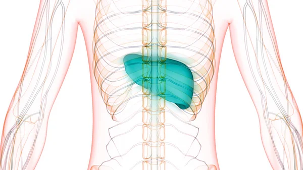 Lidský Vnitřní Zažívací Orgán Anatomie Jater — Stock fotografie