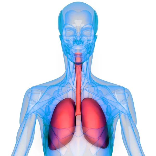 Human Respiratory System Lungs Anatomy — стокове фото