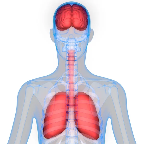 Mänskliga Organ Lungor Och Hjärnanatomi Illustration — Stockfoto