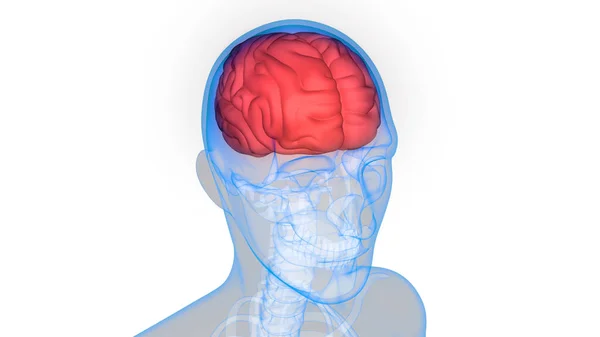 Órgano Central Anatomía Cerebral Humana Ilustración — Foto de Stock