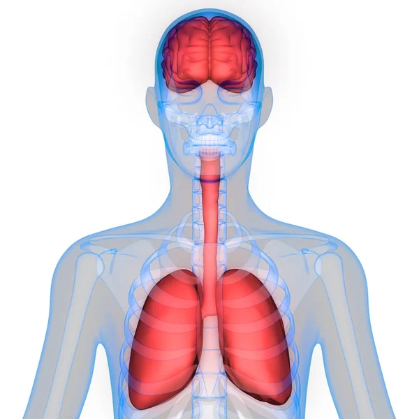 Mänskliga Organ Lungor Och Hjärnanatomi Illustration — Stockfoto