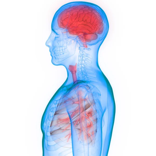 Lidské Orgány Plíce Mozková Anatomie Ilustrace — Stock fotografie