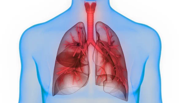 Emberi Légzőszervi Tüdő Anatómia — Stock Fotó