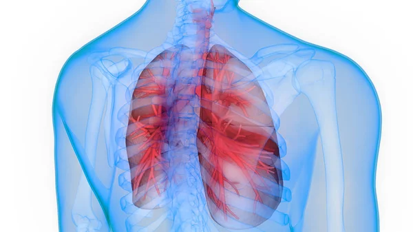 Anatomia Polmonare Del Sistema Respiratorio Umano — Foto Stock