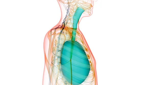 Ihmisen Hengityselimet Keuhkot Anatomia — kuvapankkivalokuva