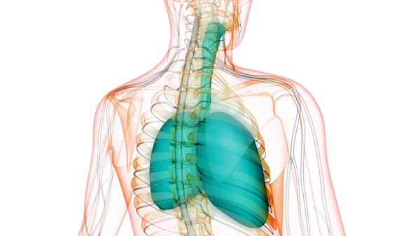 Sistema Respiratorio Humano Almuerzo Anatomía — Foto de Stock