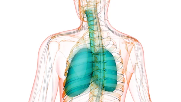 Sistema Respiratorio Humano Almuerzo Anatomía —  Fotos de Stock