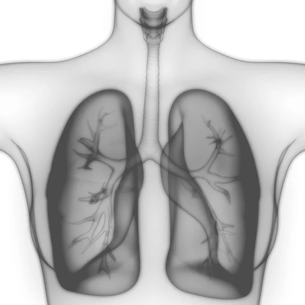 Nsan Solunum Sistemi Akciğerleri Anatomisi Boyut — Stok fotoğraf