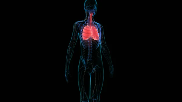 Human Respiratory System Lungs Anatomy — стокове фото