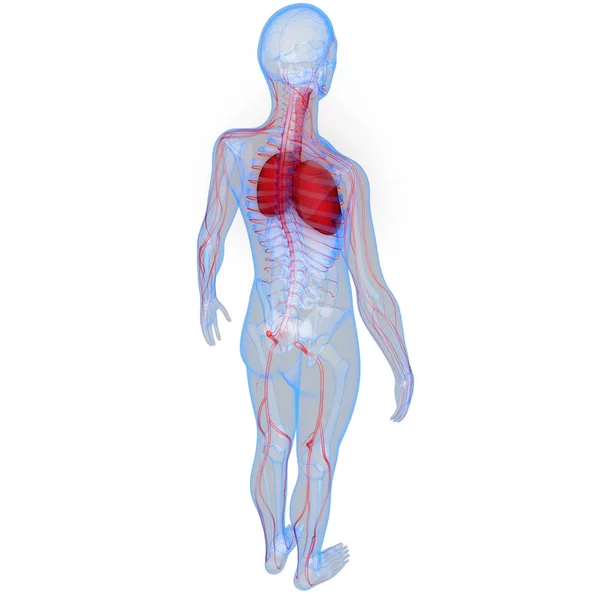 Human Respiratory System Lungs Anatomy — Stock Photo, Image