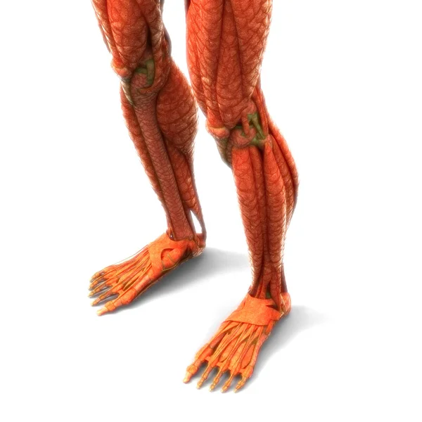 Ludzkie Stawy Nóg Anatomią Mięśni Ilustracja — Zdjęcie stockowe