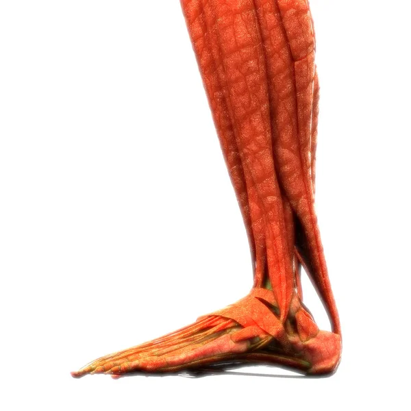 Ανατομία Των Ανθρώπινων Μυών Του Σώματος Πόδι Εικόνα — Φωτογραφία Αρχείου