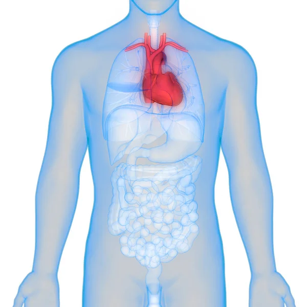Anatomie Des Menschlichen Herzens Illustration — Stockfoto