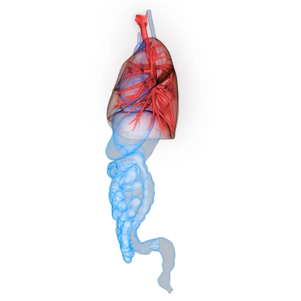 Human Respiratory System Lungs Anatomy — Stock Photo, Image