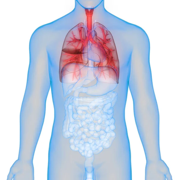 인간의 Human Respiratory System Lungs Anatomy — 스톡 사진