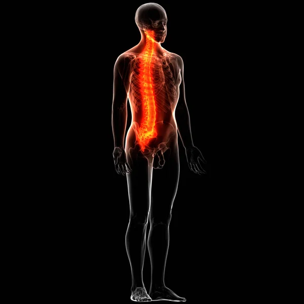 Nsan Skelet Sistemi Anatomisi Nin Omurga Omurgası Görüntü — Stok fotoğraf