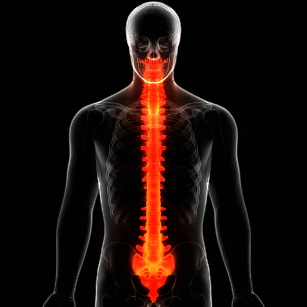 Vertebral Column Thoracic Vertebrae Human Skeleton System Anatomy Illustration — Stock Photo, Image