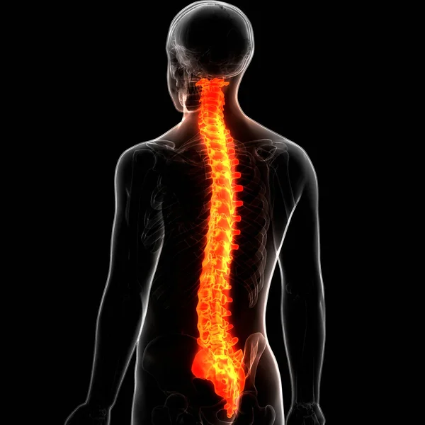 Columna Vertebral Vértebras Torácicas Anatomía Del Sistema Esquelético Humano Ilustración —  Fotos de Stock