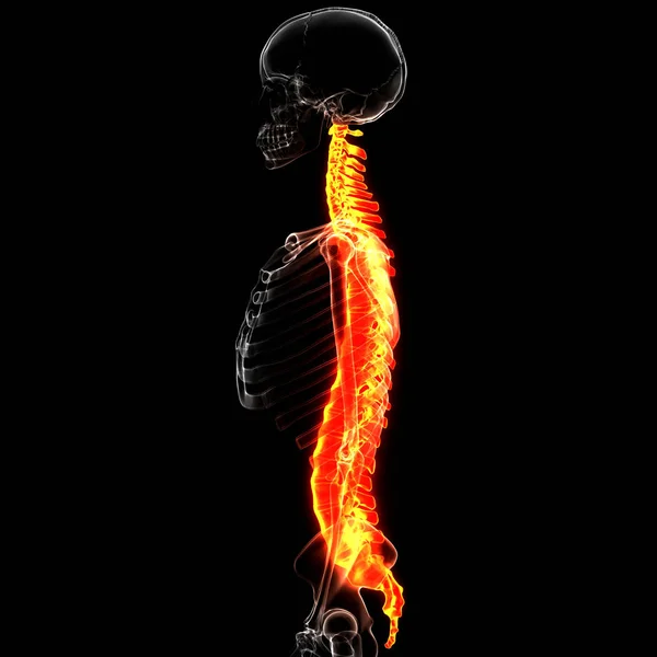 Vertebral Column Thoracic Vertebrae of Human Skeleton System Anatomy. 3D - Illustration