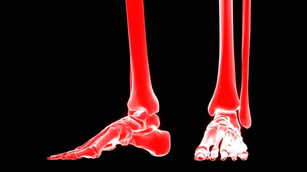 Human Body Bones Joint Pains Feet Joints Bones Illustration — Stock Photo, Image