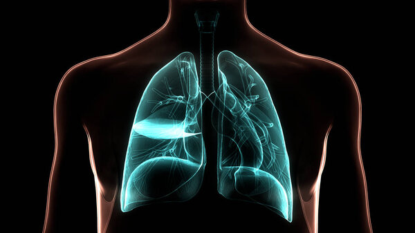 Анатомия легких дыхательной системы человека. 3D