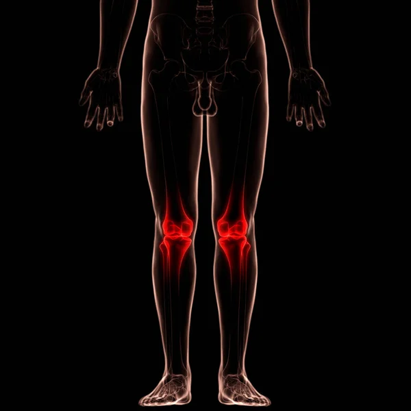 Human Body Bone Joint Pains Anatomy Knee Joints Illustration — Stock Photo, Image