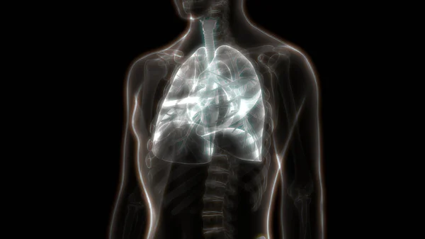 Human Respiratory System Lungs Anatomy. 3D