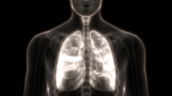 Anatomie Pulmonaire Système Respiratoire Humain — Photo