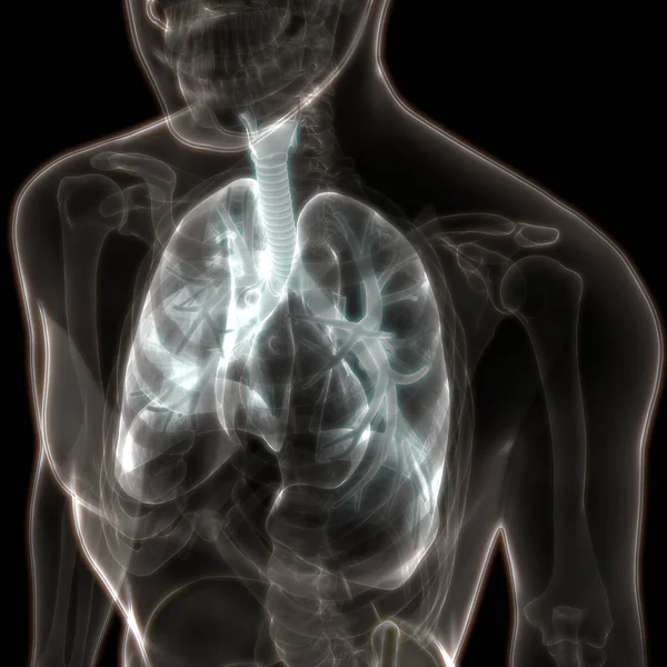 Anatomie Pulmonaire Système Respiratoire Humain — Photo