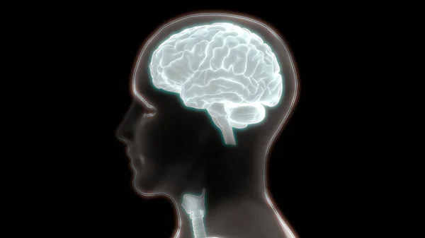 Nsan Beyni Anatomisi Llüstrasyon — Stok fotoğraf