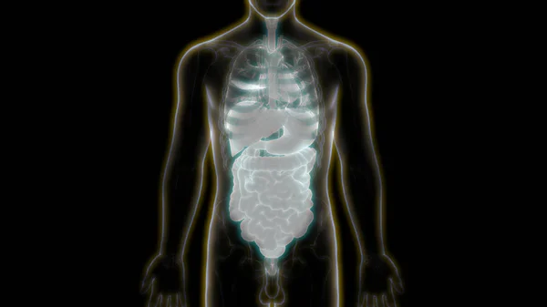 Human Inside Complete Organs Anatomy. 3D - Illustration