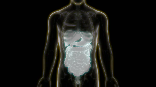 人体完整器官解剖 — 图库照片