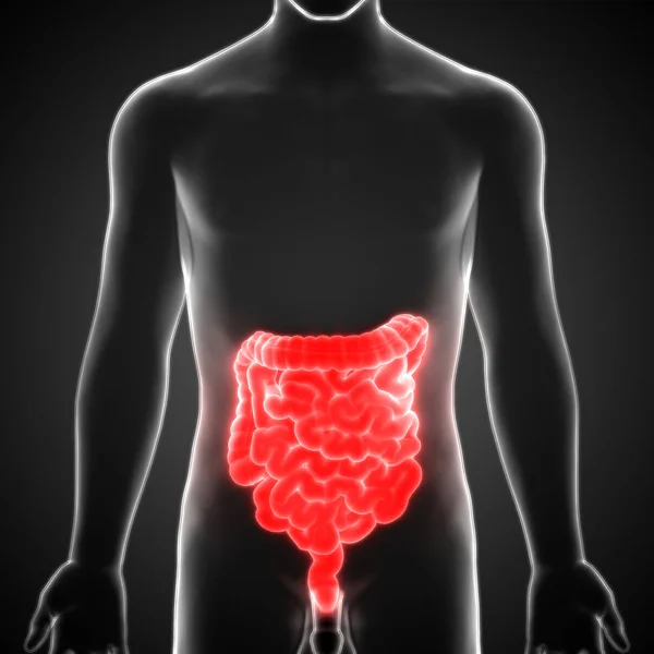 Apparato Digerente Umano Anatomia Del Piccolo Intestino — Foto Stock