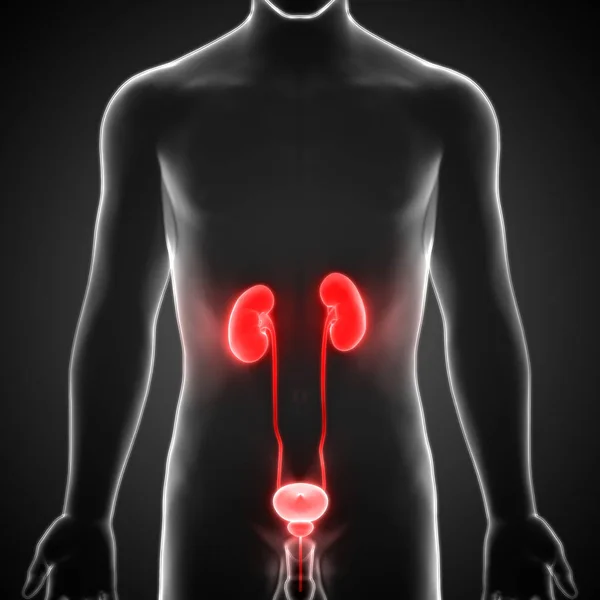 Human Urinary System Kidneys Anatomy — Stock Photo, Image