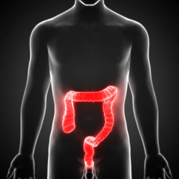 Human Digestive System Large Intestine Anatomy. 3D - Illustration
