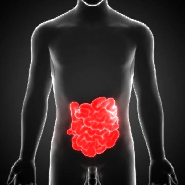 Anatomía Del Intestino Delgado Del Sistema Digestivo Humano —  Fotos de Stock