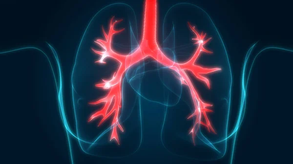 Sistema Respiratorio Humano Almuerzo Anatomía — Foto de Stock