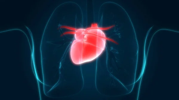 Órganos Del Cuerpo Humano Pulmones Con Anatomía Del Corazón Ilustración — Foto de Stock